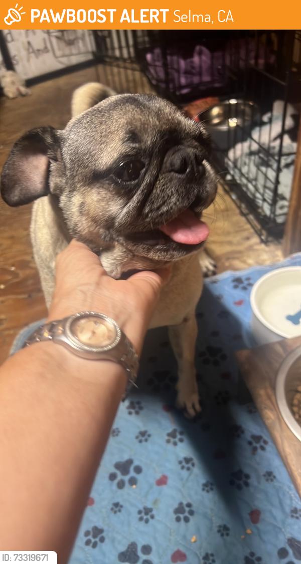 Found/Stray Unknown Dog last seen Saginaw, Selma, CA 93662