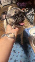 Found/Stray Unknown Dog last seen Saginaw, Selma, CA 93662