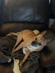 Reunited Female Dog last seen 39th ave and Bethany Home, Phoenix, AZ 85019
