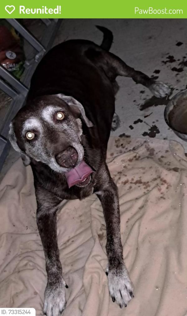 Reunited Female Dog last seen Bermuda and cactus, Enterprise, NV 89183