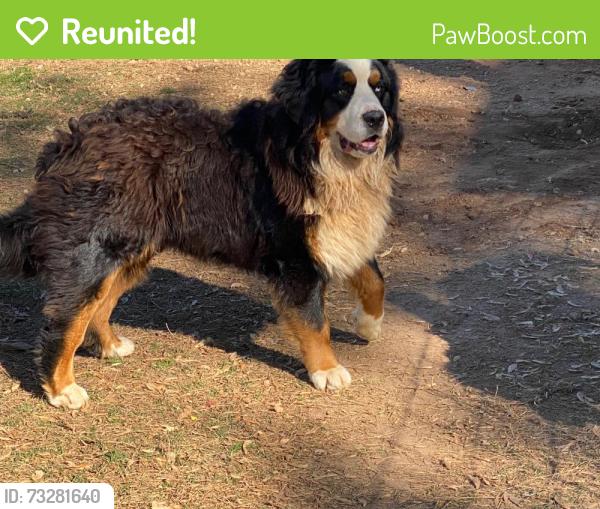 Reunited Male Dog last seen Severville, Sevierville, TN 37862