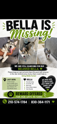 Lost Female Dog last seen Pecan valley and E Southcross blvd, San Antonio, TX 78223