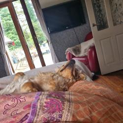 Reunited Male Dog last seen Woodburn forest, Mid and East Antrim, Northern Ireland BT38 9AB