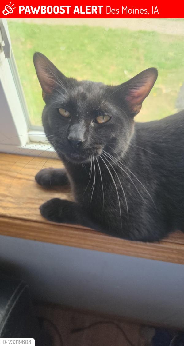 Lost Male Cat last seen Near a place called Firestone in north des moines iowa, Des Moines, IA 50309