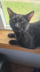 Lost Male Cat last seen Near a place called Firestone in north des moines iowa, Des Moines, IA 50309