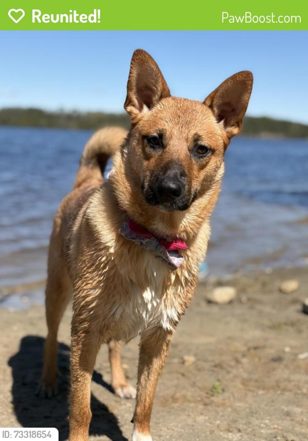 Reunited Female Dog last seen She was last seen on Cassels by someone in the neighborhood, Toronto, ON 