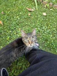 Found/Stray Female Cat last seen Greenman st and Lake Lansing Rd, Haslett, MI 48840