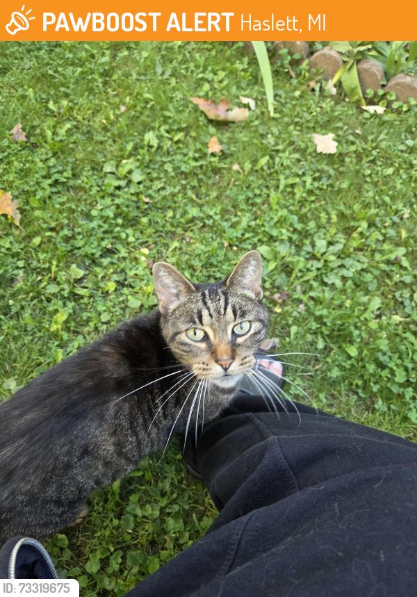 Found/Stray Female Cat last seen Greenman st and Lake Lansing Rd, Haslett, MI 48840