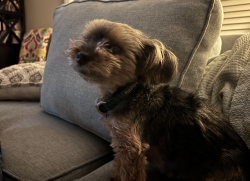 Lost Male Dog last seen Crystal Ridge Dr., Rancho Buena Vista High School, Vista, CA 92081