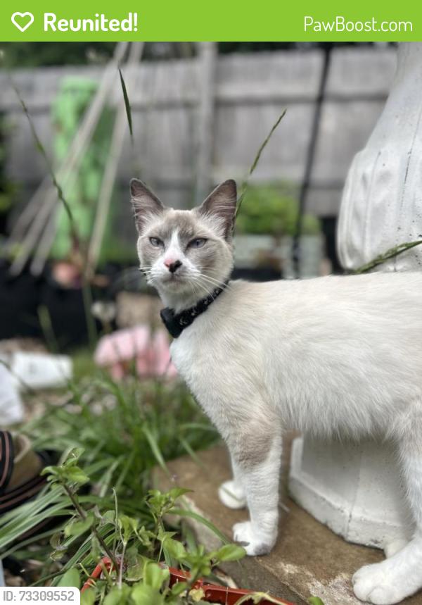 Reunited Female Cat last seen 56th and emmerson, Brendonridge neighborhood, Indianapolis, IN 46226