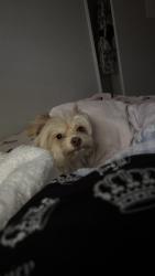 Lost Female Dog last seen Near west kemper rd, Cincinnati, OH 45240