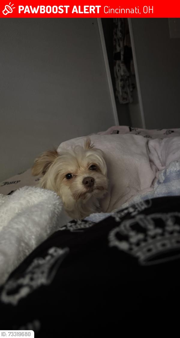 Lost Female Dog last seen Near west kemper rd, Cincinnati, OH 45240