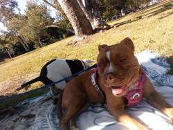 Lost Female Dog last seen arroyo verde st, South Pasadena, CA 91030