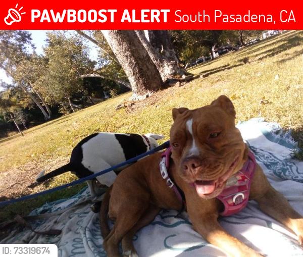 Lost Female Dog last seen arroyo verde st, South Pasadena, CA 91030