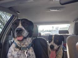 Reunited Female Dog last seen Near n Camino Seco, Tucson, AZ 85710
