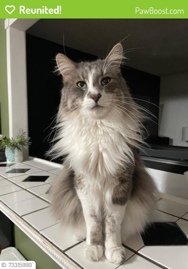 Reunited Male Cat last seen W Danbury Dr Between 37th Ave and 39th Ave, Glendale, AZ 85308