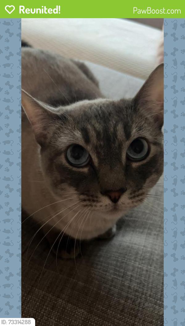 Reunited Male Cat last seen Near Logans Pass, New Braunfels, TX 78130, USA, New Braunfels, TX 78130