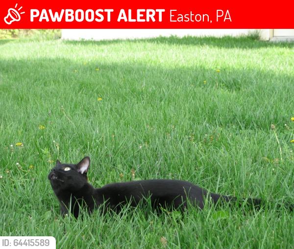 Lost Male Cat last seen Lagond and Jeffrey, LoRusso’s restaurant, Easton, PA 18045