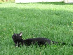 Lost Male Cat last seen Lagond and Jeffrey, LoRusso’s restaurant, Easton, PA 18045