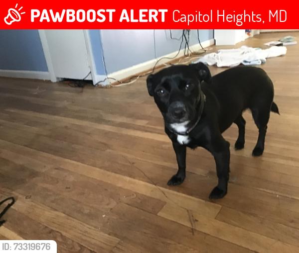 Lost Female Dog last seen Wilburn Dr. & Quarry Ave., Capitol Heights, MD 20743