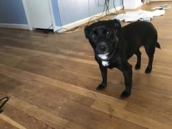 Lost Female Dog last seen Wilburn Dr. & Quarry Ave., Capitol Heights, MD 20743