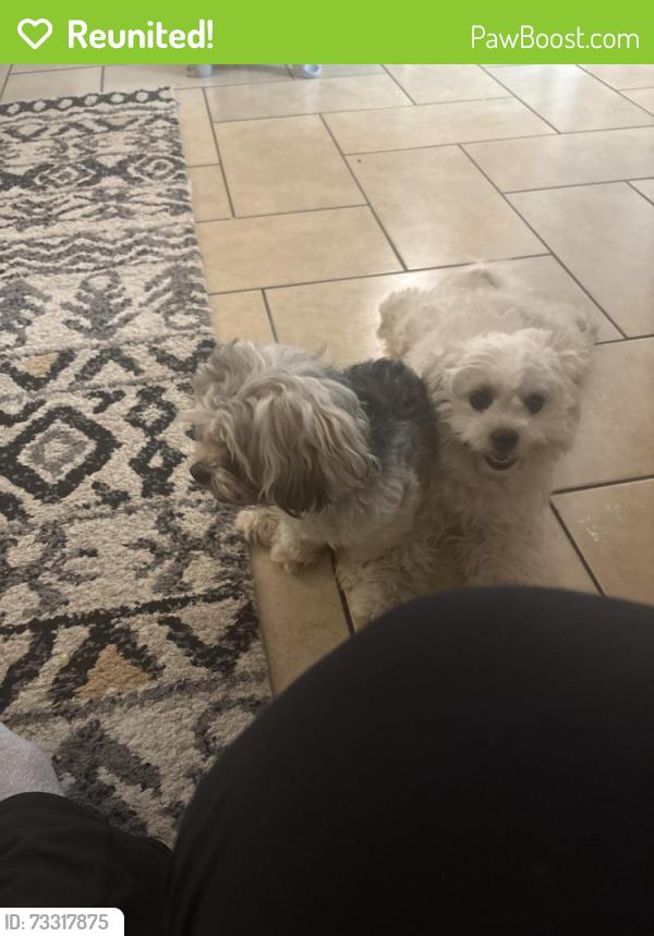 Reunited Female Dog last seen Space center, Houston, TX 77062