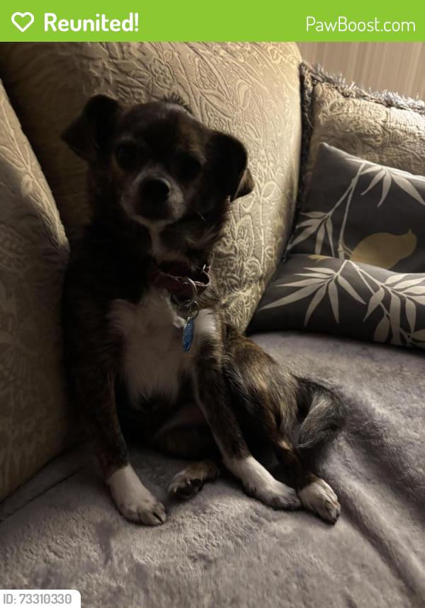 Reunited Female Dog last seen Baughman ct and jonesville, Simpsonville, SC 29681