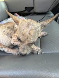 Shelter Stray Male Dog last seen Near E CANTEY ST, Central District, TX, 355 Hillshire Dr, Haslet, TX 76052, USA