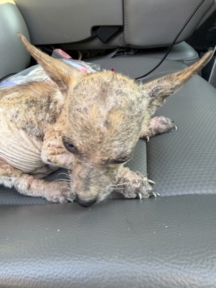 Shelter Stray Male Dog last seen Near E CANTEY ST, Central District, TX, 355 Hillshire Dr, Haslet, TX 76052, USA