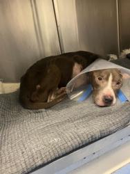 Shelter Stray Male Dog last seen Near Peachtree Road, Atlanta, GA, 30319, 30319, GA, 3280 Chamblee Dunwoody Rd, Chamblee, GA 30341, USA