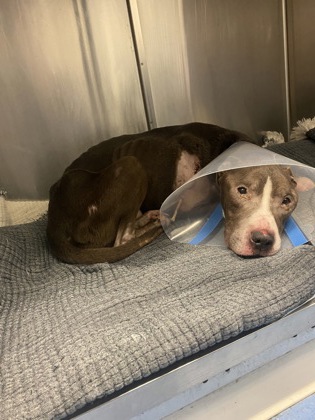 Shelter Stray Male Dog last seen Near Peachtree Road, Atlanta, GA, 30319, 30319, GA, 3280 Chamblee Dunwoody Rd, Chamblee, GA 30341, USA