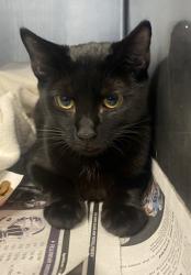 Shelter Stray Female Cat last seen Near Tree Mountain Parkway, 30083, GA, 3280 Chamblee Dunwoody Rd, Chamblee, GA 30341, USA