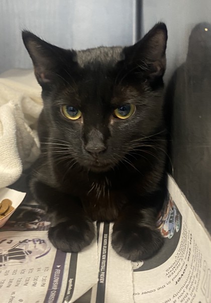 Shelter Stray Female Cat last seen Near Tree Mountain Parkway, 30083, GA, 3280 Chamblee Dunwoody Rd, Chamblee, GA 30341, USA