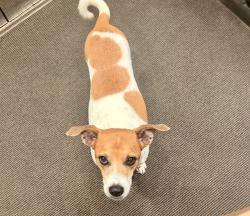 Reunited Male Dog last seen Hogan and Baxter — lower manhattan, New York, NY 10013