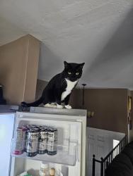 Lost Male Cat last seen Redwood road, 1300 w and 7400 s, West Jordan, UT 84084