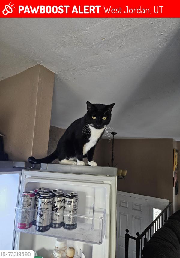 Lost Male Cat last seen Redwood road, 1300 w and 7400 s, West Jordan, UT 84084