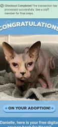 Lost Female Cat last seen Hess drive and park, Morongo Valley, CA 92256