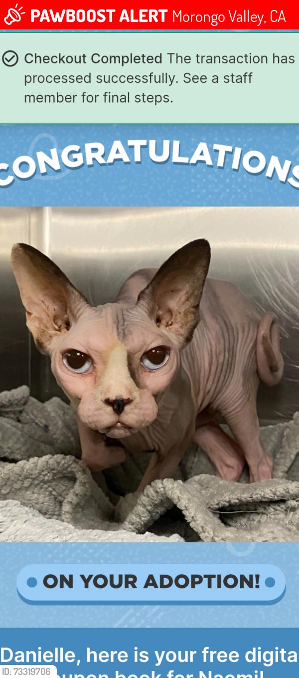 Lost Female Cat last seen Hess drive and park, Morongo Valley, CA 92256