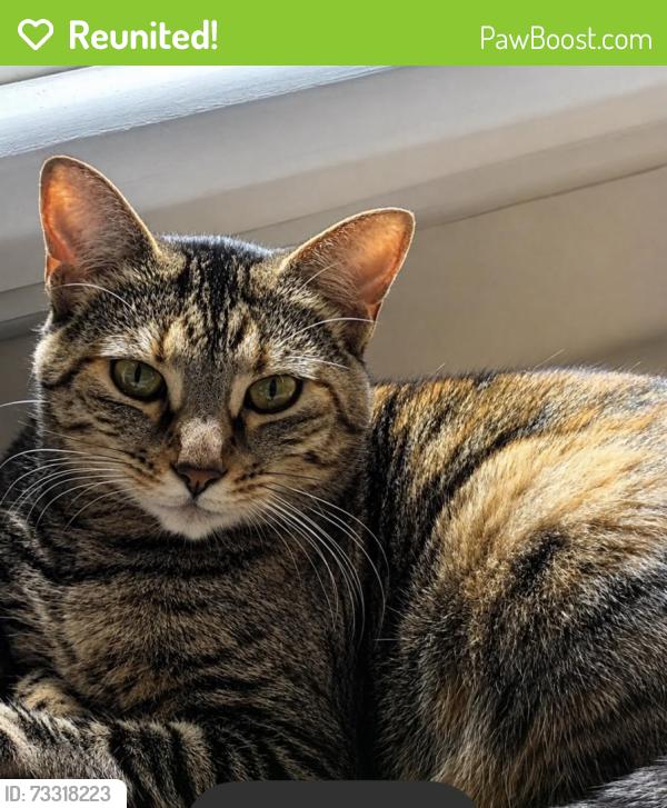 Reunited Female Cat last seen Depot road, Huntington Station, NY 11746