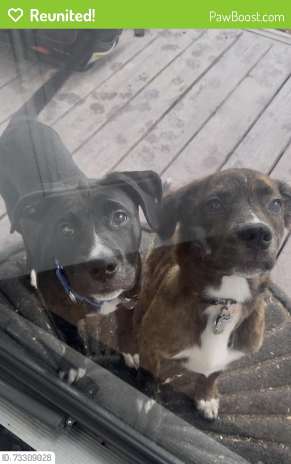 Reunited Male Dog last seen American Tobacco Trail, Durham, NC 27713