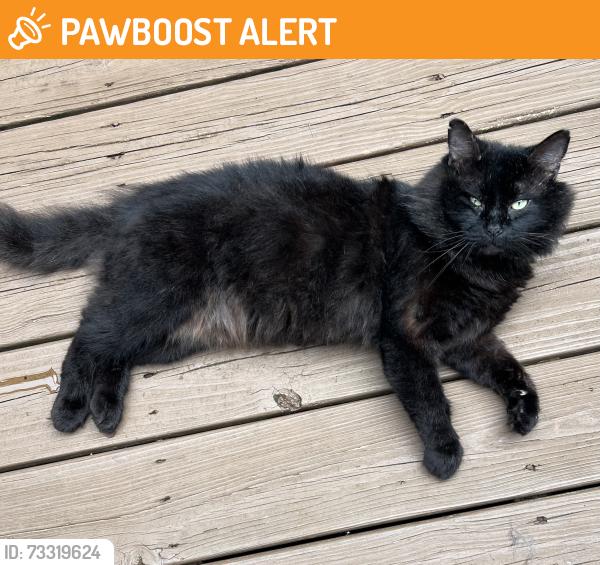 Found/Stray Unknown Cat last seen Southwick Ave Clayton, Johnston County, NC 27527