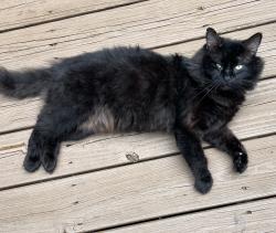Found/Stray Unknown Cat last seen Southwick Ave Clayton, Johnston County, NC 27527