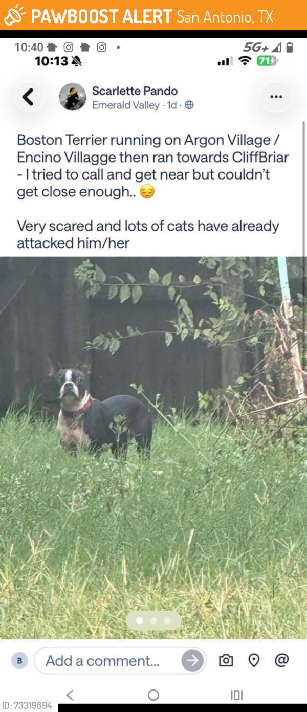 Found/Stray Unknown Dog last seen She is hanging out in the cul-de-sac on village brown road. She is staying in this area it seems like she is most comfortable here I have been trying to get her for 2 hours, San Antonio, TX 78250
