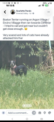Found/Stray Unknown Dog last seen She is hanging out in the cul-de-sac on village brown road. She is staying in this area it seems like she is most comfortable here I have been trying to get her for 2 hours, San Antonio, TX 78250
