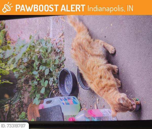 Found/Stray Male Cat last seen On arch between east and firt wayne, Indianapolis, IN 46202