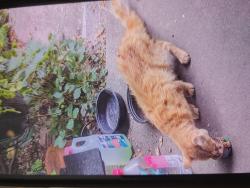 Found/Stray Male Cat last seen On arch between east and firt wayne, Indianapolis, IN 46202