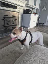 Reunited Female Dog last seen Browns Point Lighthouse, Browns Point, WA 98422