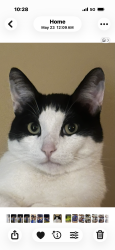 Lost Male Cat last seen Near s museum campus dr, Chicago, IL 60602