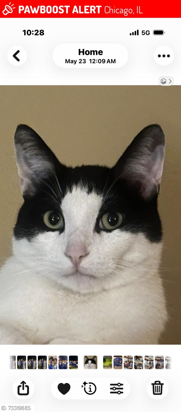 Lost Male Cat last seen Near s museum campus dr, Chicago, IL 60602