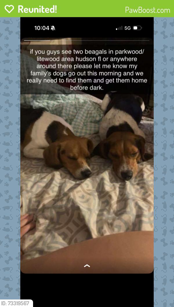 Reunited Male Dog last seen Lite wood and ray st, Hudson, FL 34669